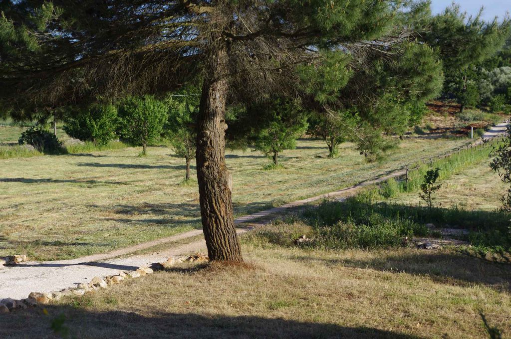 The land