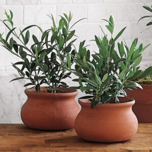 Olive Trees