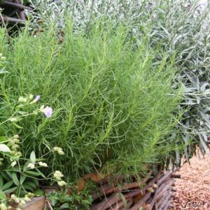 Olive Herb