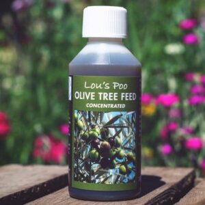 Olive tree feed