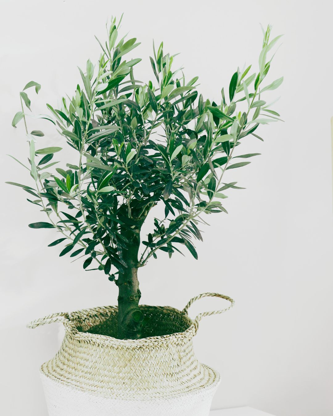 olive leaf tea rustic puglia olive oil